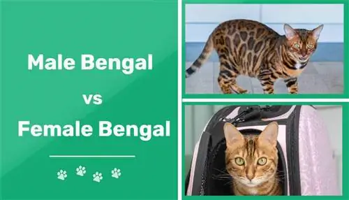 Txiv neej vs Poj Niam Bengal Cat: Qhov txawv (nrog duab)