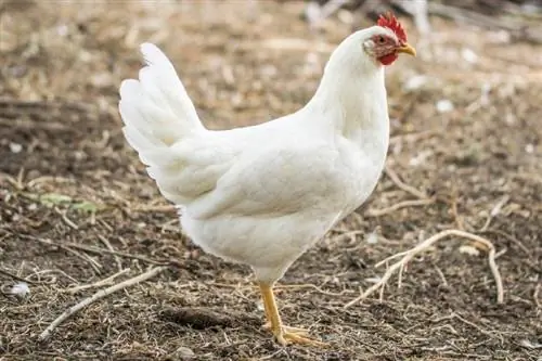 ¿Cuánto tiempo puede sobrevivir un pollo sin cabeza?