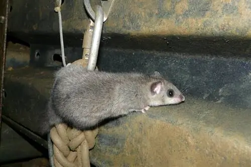Kan mus klatre op ad vægge og trapper? Hvad du behøver at vide