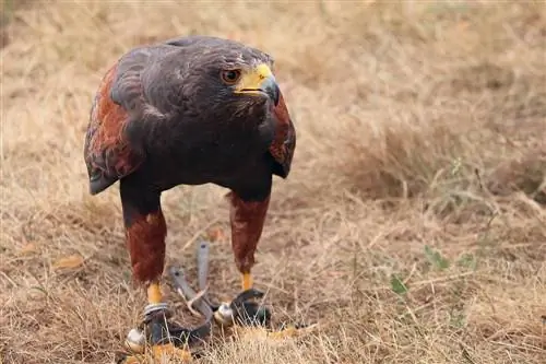 Els falcons mengen pollastres? Com protegir el vostre ramat