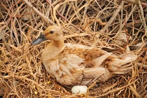 Wie viele Eier legen Enten? Häufigkeit, Zeitleiste & Überlebensrate