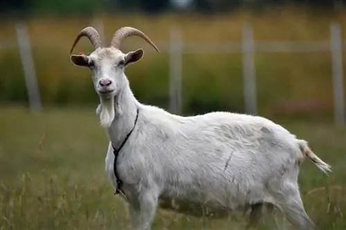 29 fascinantnih & zabavnih dejstev o kozah, ki jih še niste vedeli