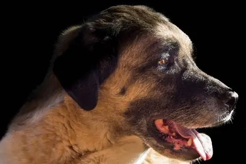 Quanto è forte la forza del morso di un Kangal? (PSI Misura & Fatti)