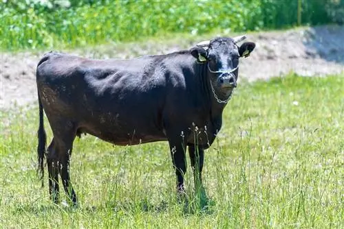 8 მომხიბლავი ფაქტი ვაგიუს ძროხის ხორცის შესახებ, რომლებიც არასოდეს იცოდით