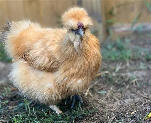 10 Bibit Ayam Terbaik untuk Pemula (Dengan Gambar)
