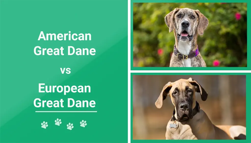 Amerikaanse vs. Europese Great Dane: Watter troeteldier moet jy kies?