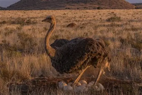 Hoe vaak leggen struisvogels eieren? Hoeveel leggen ze?