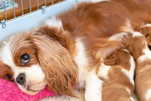 Cara Pastikan Ibu Anjing Sihat Selepas Lahir (Panduan Penjagaan Selepas Bersalin)