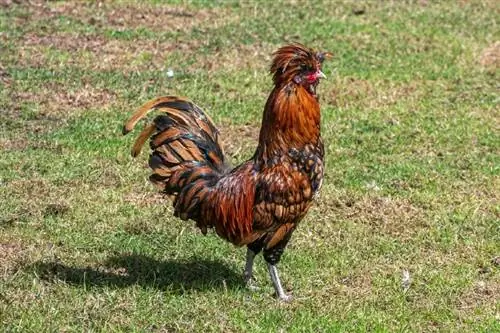 14 фантастични породи пилета (със снимки)