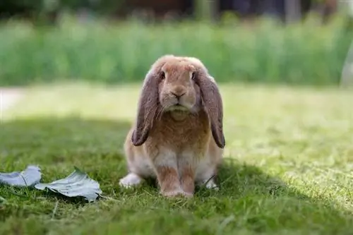 معلومات عن سلالة الأرانب الفرنسية لوب: صور ، سمات ، حقائق &
