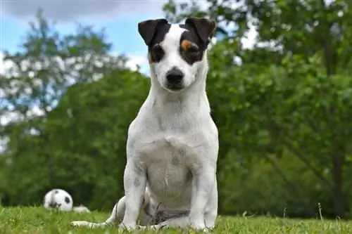250+ ยอดนิยม & ชื่อ Jack Russell Terrier ที่ไม่ซ้ำกัน – ชาย & ความคิดหญิง