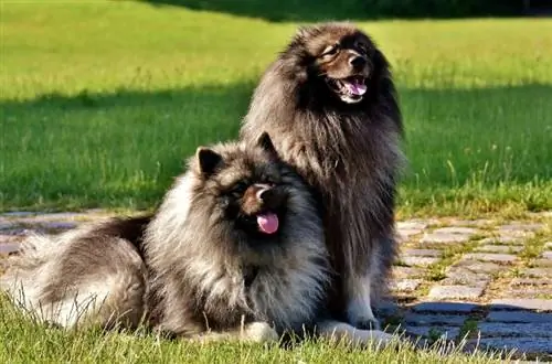 15 пухкави породи кучета: големи & малки породи (със снимки)