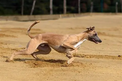 Hvor fort kan greyhounds løpe – hva du trenger å vite