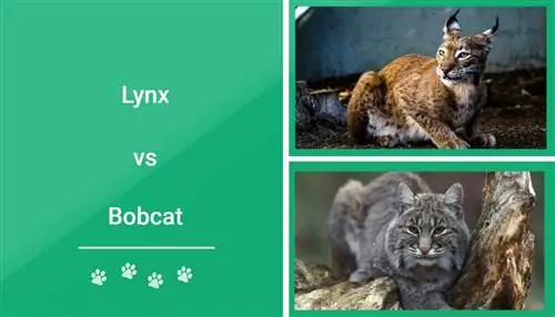 Lynx vs Bobcat - Dab tsi ua rau lawv txawv? (Nrog cov duab)