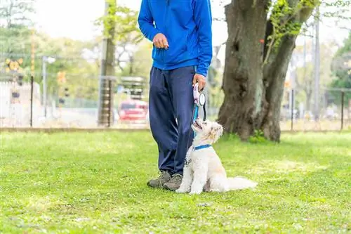 Die 8 belangrikste voordele van opleiding van jou hond