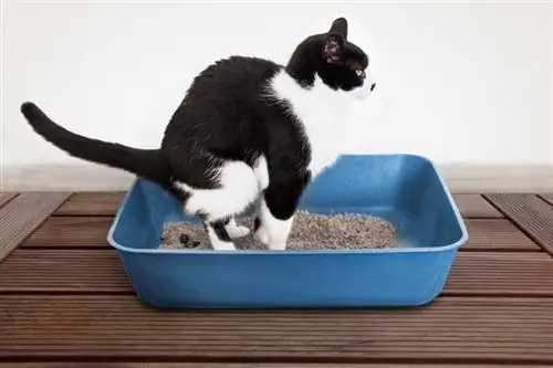 10 fatti affascinanti sull'apparato digerente del tuo gatto