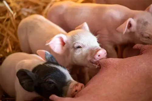 كم عدد الخنازير التي يمكن أن تمتلكها البذرة؟ ما تحتاج إلى معرفته