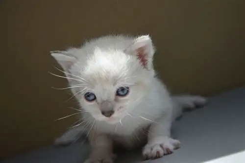 سندرم شناگر در بچه گربه ها: علائم، علل و درمان