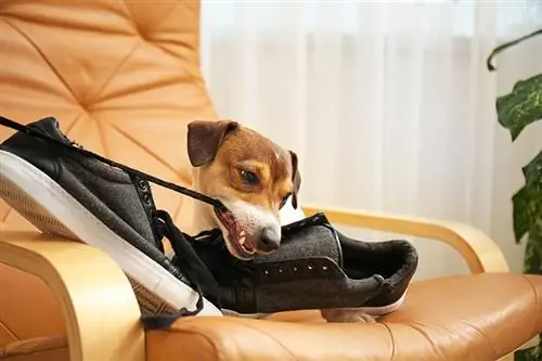 Como fazer seu cachorro parar de mastigar sapatos (11 dicas & truques)