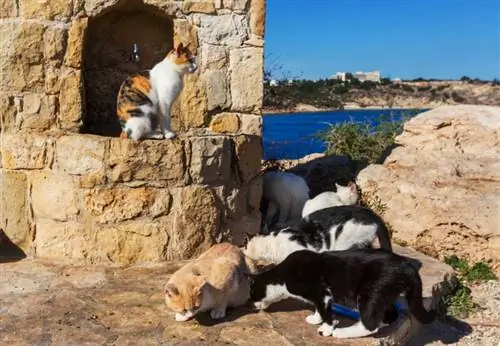 Varför finns det så många katter på Cypern? Det intressanta svaret