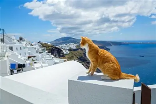 Hvorfor er det så mange katter i Hellas? Det interessante svaret