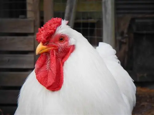 13 najboljših belih pasem piščancev (s slikami)