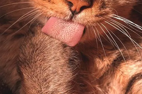 7 fascinerende feiten over de tong van uw kat (u wist het nooit!)