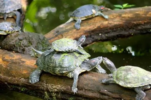 Kaplumbağaların Kaç Yavrusu Vardır? Kaç Yumurta Yaparlar?