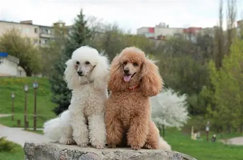 Majina 150+ ya Poodle: Mawazo Mazuri, ya Kisasa & Mawazo Maarufu