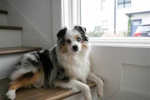 Wann muss ich meinen Australian Shepherd kastrieren oder kastrieren?