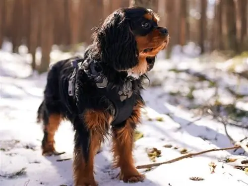 350+ Cavalier King Charles Spaniel ชื่อ: สง่างาม, น่ารัก & แนวคิดที่มีชื่อเสียง