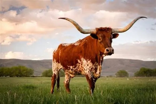 Texas Longhorn Cattle: Fakta, použití, obrázky, původ & Charakteristika