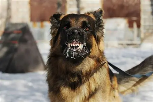 Kako psi dobiju bjesnoću? Što biste trebali znati