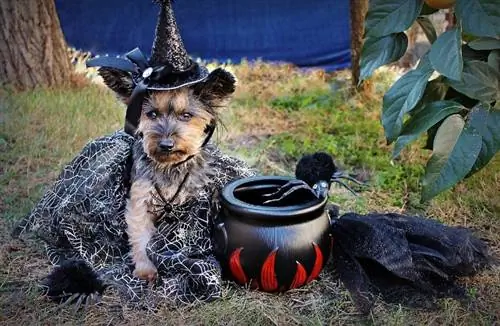 Peste 60 de jocuri de cuvinte pentru câini de Halloween: trucurile și răsfățurile ulti-mutt