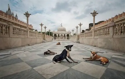 Hvorfor er det så mange løse hunder i India?