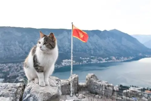Per què hi ha tants gats a Kotor, Montenegro?