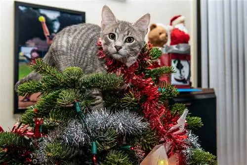56 kalėdinės katės kalambūros: Kalėdų Senelio letenos linksmybės