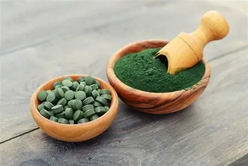 Spirulina für Hunde: Die wichtigsten Vorteile und Verwendungsmöglichkeiten