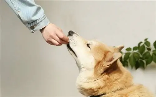 3 Οφέλη από το να ταΐζεις με τα χέρια τον σκύλο σου που πρέπει να ξέρεις