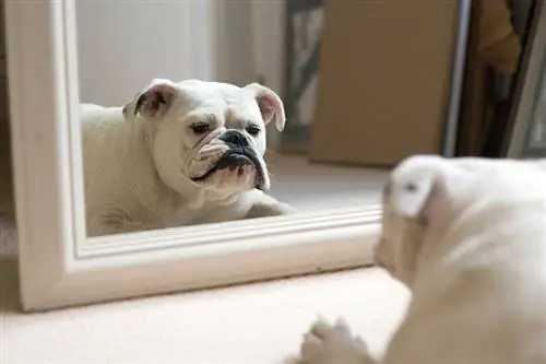 Понимают ли собаки зеркала и их отражение? Удивительный ответ