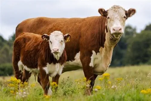 Hereford-Rinder: Fakten, Verwendung, Herkunft & Merkmale (mit Bildern)
