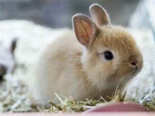 Netherland Dwarf Rabbit Breed Info: Mga Larawan, Mga Katangian, & Mga Katotohanan