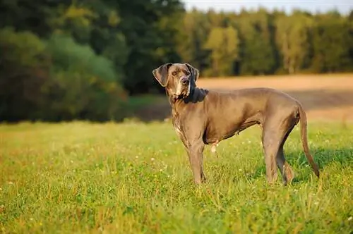 Quando devo esterilizar ou castrar meu Dogue Alemão? Como saberei que é a hora certa?