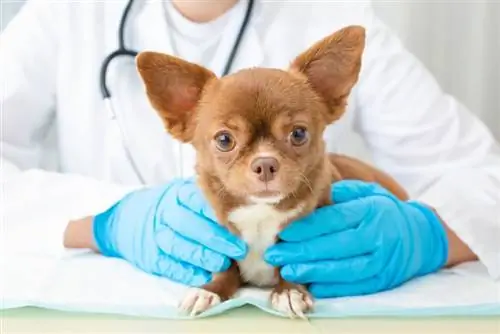 Deformità delle ossa toraciche nei cani: segni, cause e guida alla cura (risposta del veterinario)
