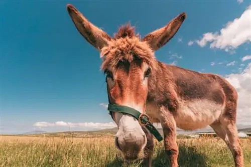 Τι είναι τα English/Irish Donkeys; Μια σύντομη ιστορία