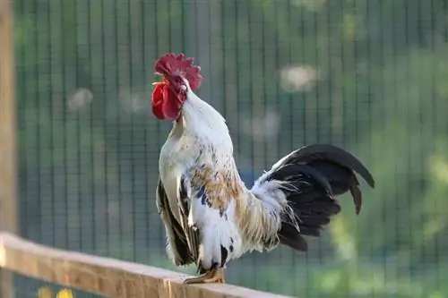 10 Bunyi Ayam Biasa dan Maksudnya (Dengan Audio)