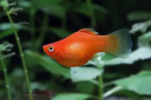 მოლი თევზის ფერების 14 პოპულარული სახეობა, სახეობა & კუდები (სურათებით)