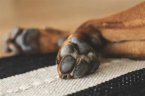 कुत्तों के पैर में कितनी उंगलियां होती हैं? क्या उनके पैर में अतिरिक्त उंगलियां हो सकती हैं?
