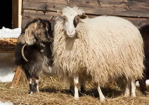 Ali se lahko parijo ovce in koze? Kaj morate vedeti