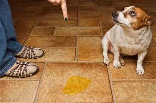 Seu cachorro fez xixi em você? 5 possíveis razões pelas quais (e como pará-lo)